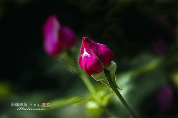 调整IMGP5893