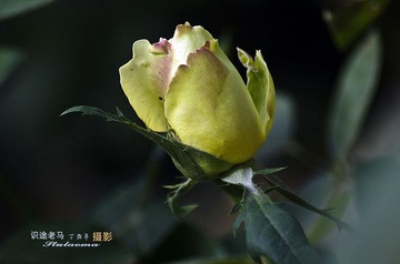调整IMGP5891