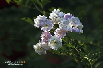 调整00000048_001