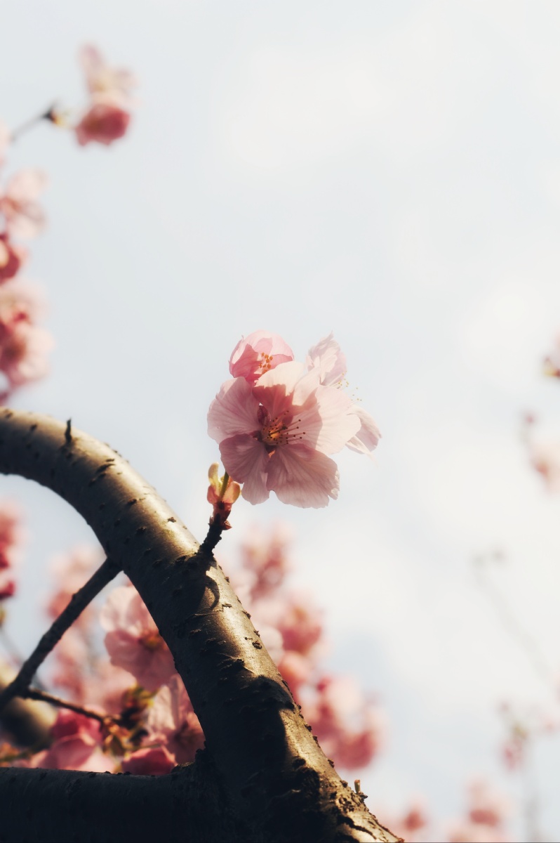 樱花季总是在最好的季节留下印记粉里透红出门戴口罩嘿嘿地点同乐村