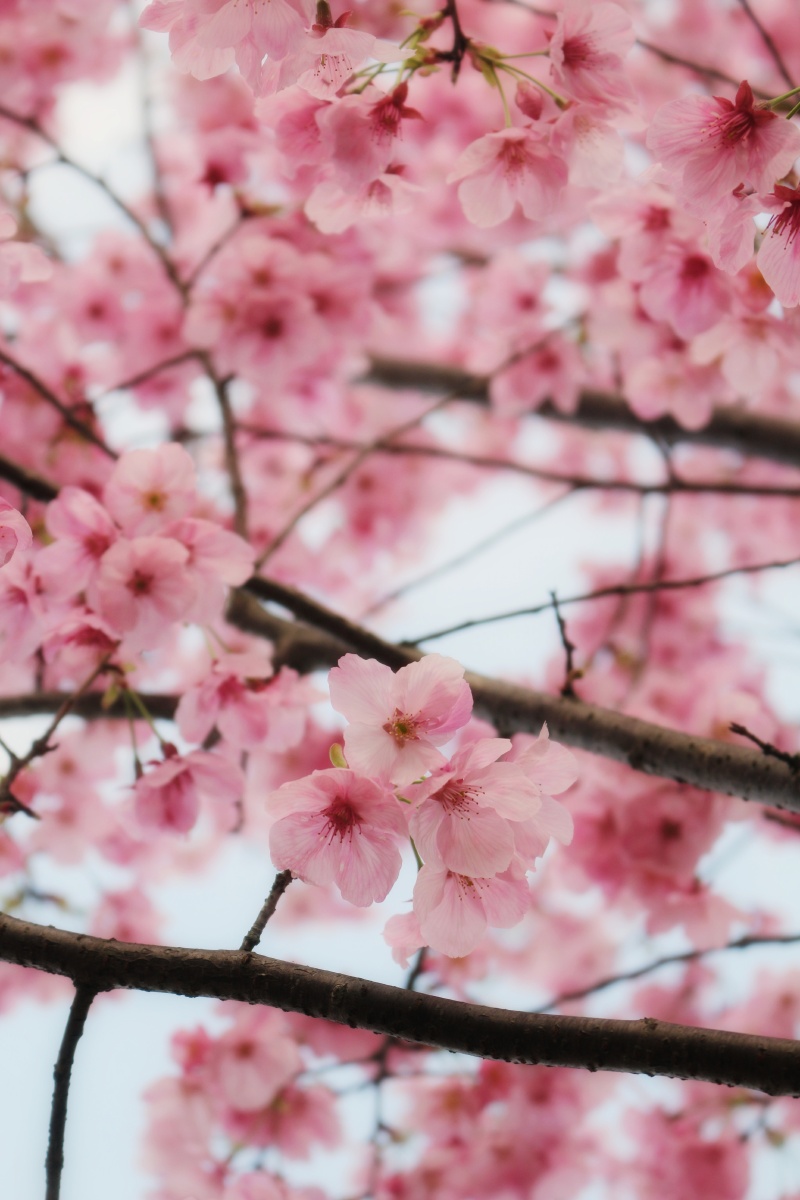 樱花季总是在最好的季节留下印记粉里透红出门戴口罩嘿嘿地点同乐村