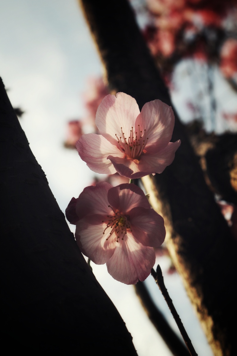 樱花季总是在最好的季节留下印记粉里透红出门戴口罩嘿嘿地点同乐村
