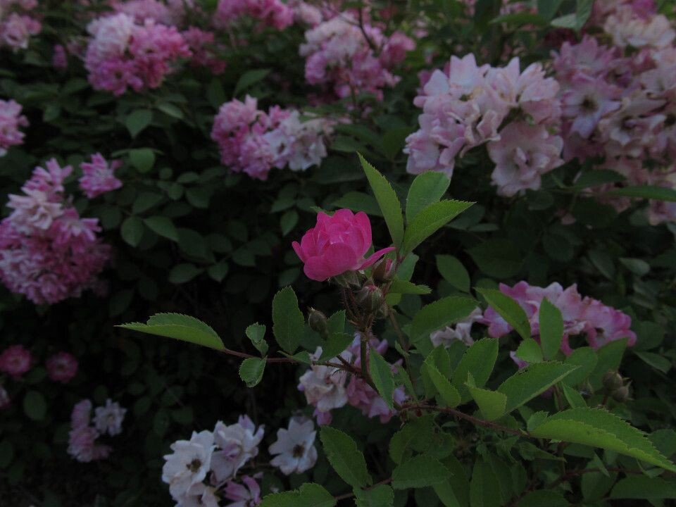 hana。07<br />
