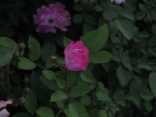 hana。06