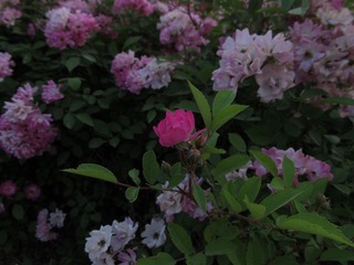 hana。07