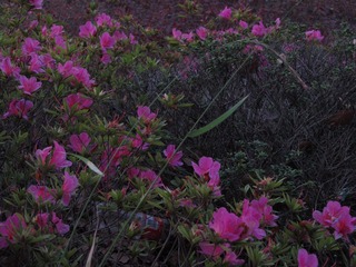 hana。08