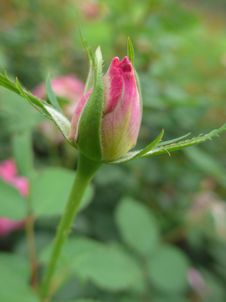 【花花世界·月季花蕾】应是美人懒起迟,风流全在欲开时 - 北京尘子