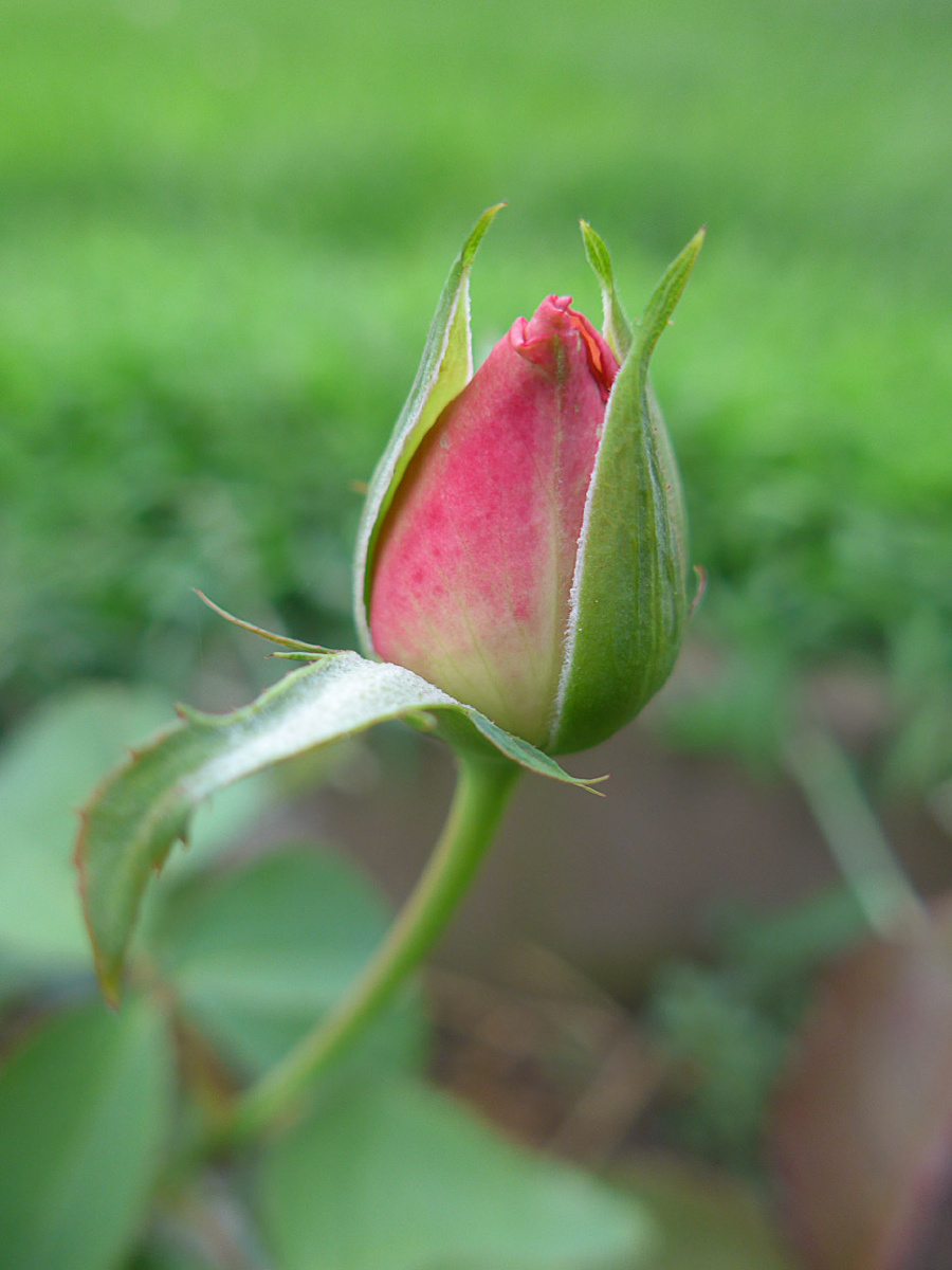 花花世界月季花蕾应是美人懒起迟风流全在欲开时