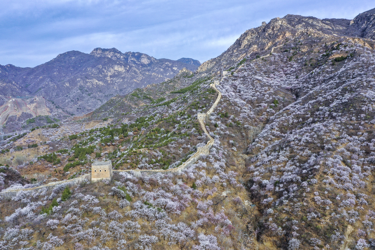 北京怀柔河防口长城千亩杏花