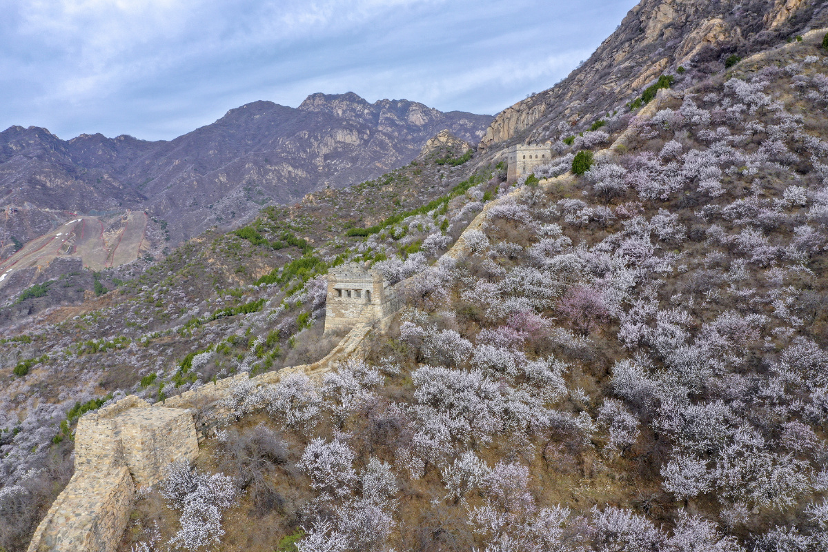 北京怀柔河防口长城千亩杏花