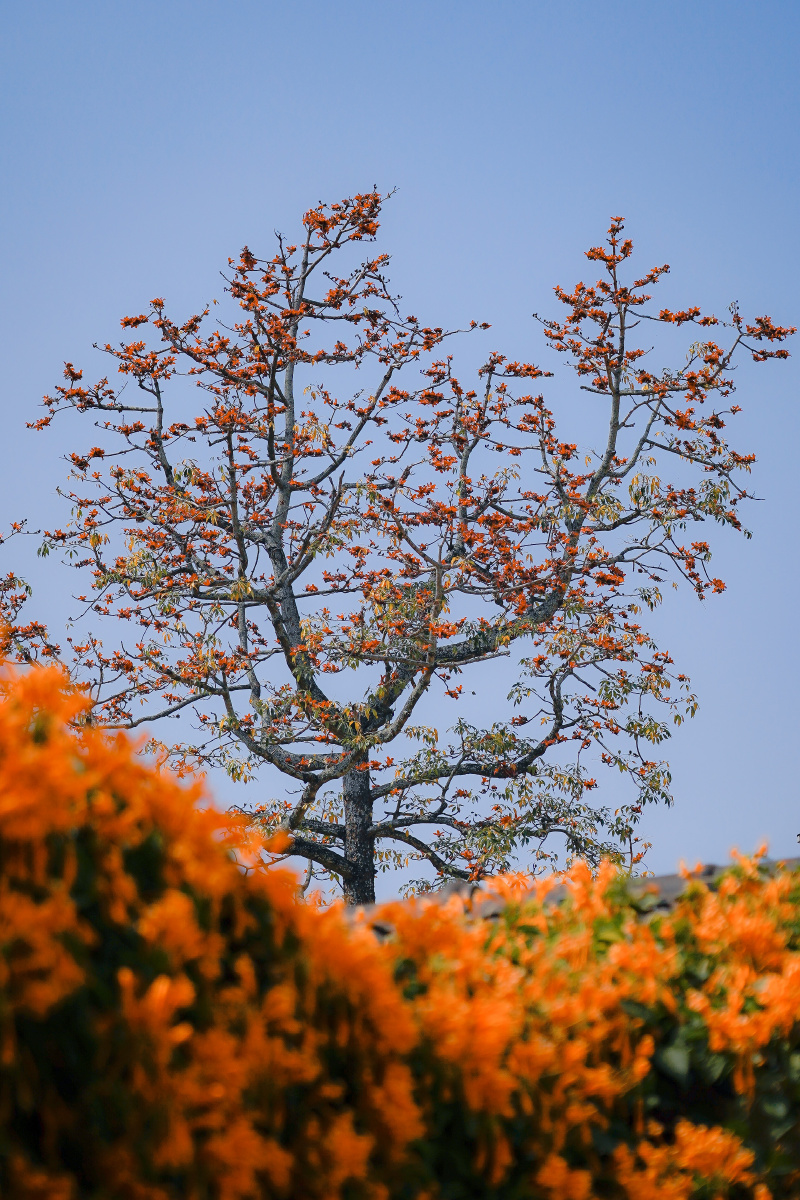 木棉树下的炮仗花