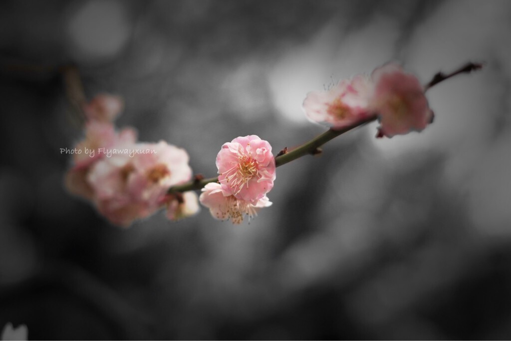 感觉和2010年拍的焦点黑白的花还是有点进步的！