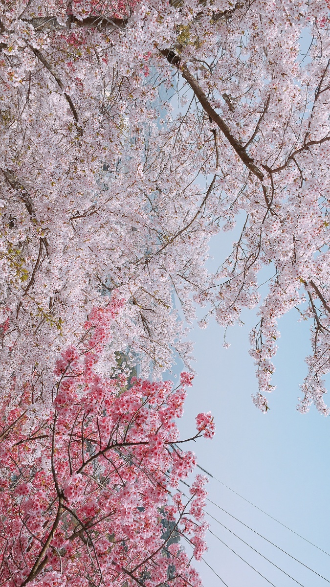 你的春日好运开始派件,请保持心情愉快.