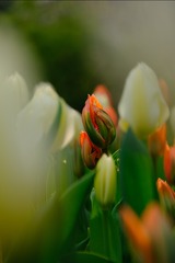 BF7BB354-C500-4F0E-921B-77A8921563AB/L0/001