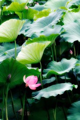 20120610昆明翠湖 3.jpg
