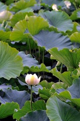 20120610昆明翠湖 14.jpg