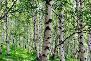 20120625坝上 6.jpg