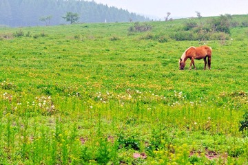 20120626坝上 15.jpg