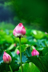 20120714 借花献佛s 1.jpg