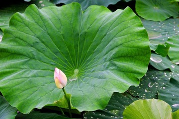 20120714 借花献佛s 2.jpg