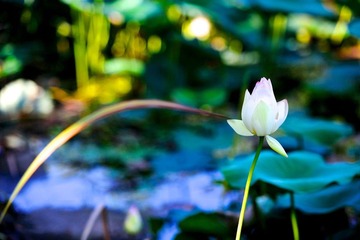 20120721 借花献佛s 4.jpg