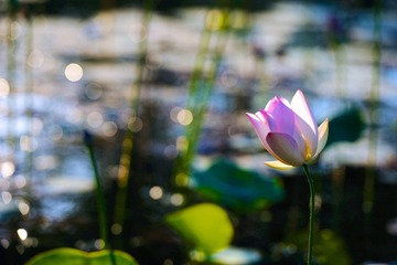 20120721 借花献佛s 6.jpg