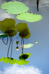 20120725 借花献佛s 7.jpg