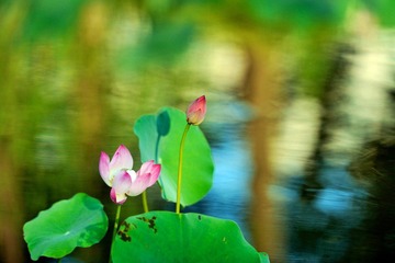 20120726 借花献佛s 8.jpg