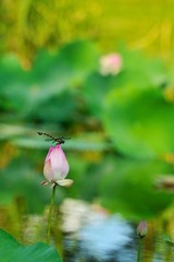 20120726 借花献佛s 9.jpg