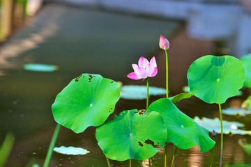 20120726 借花献佛s 10.jpg