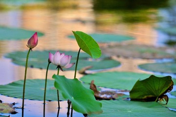 20120726 借花献佛s 12.jpg