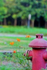 20120726 借花献佛s 15.jpg