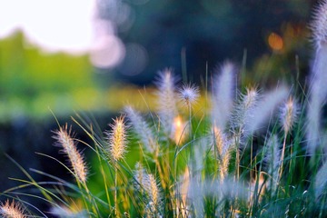 20120726 借花献佛s 16.jpg