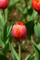 20130314 杭州西湖太子湾公园 (3).jpg