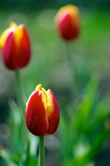 20130314 杭州西湖太子湾公园 (5).jpg