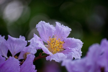 花1