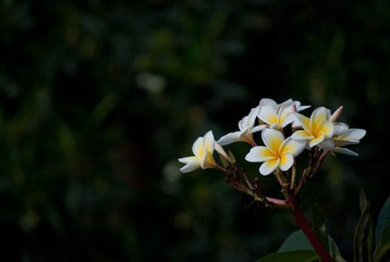 鸡蛋花1