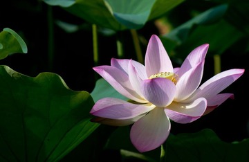 荷花1