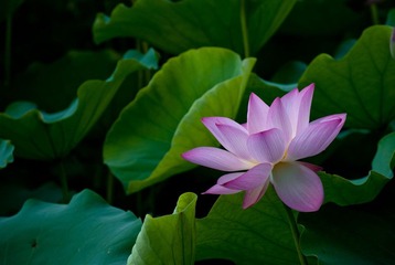 荷花3