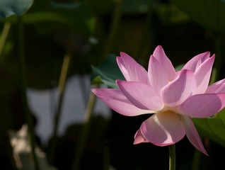 荷花4
