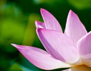 半个荷花