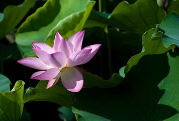 荷花5