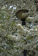 花or树