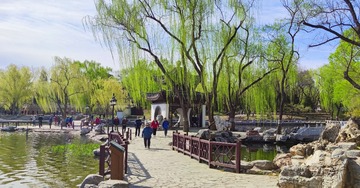 向阳树干