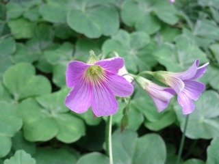 IMG_20111023_141221.jpg