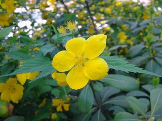 未知名字的花