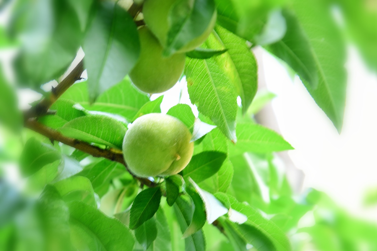 青桃61摄于江苏连云港惜春令青桃六月熏风拂绿裳芳菲去翠果流光又见