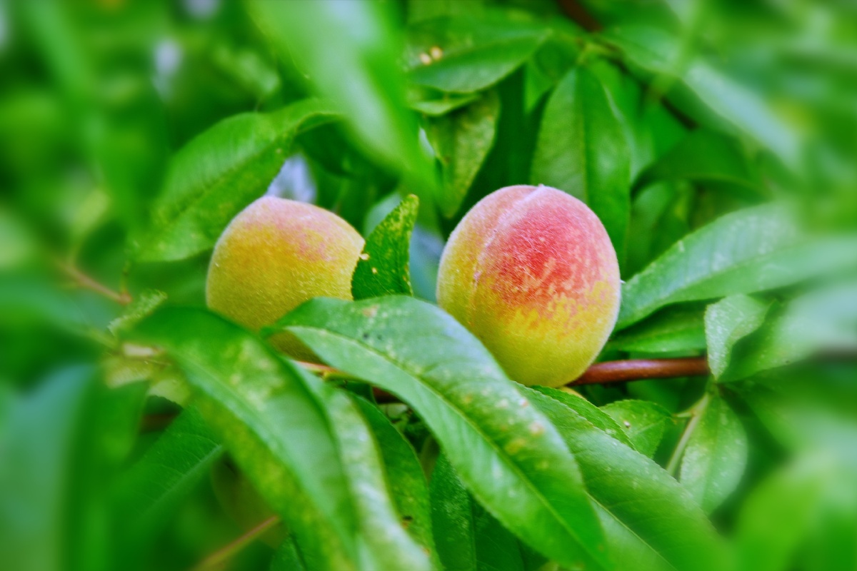 青桃61摄于江苏连云港惜春令青桃六月熏风拂绿裳芳菲去翠果流光又见