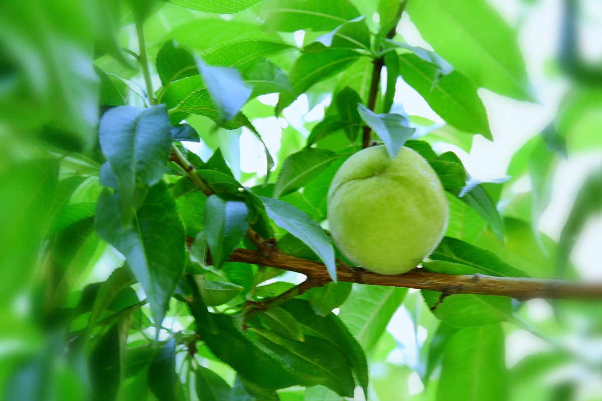 青桃61摄于江苏连云港惜春令青桃六月熏风拂绿裳芳菲去翠果流光又见