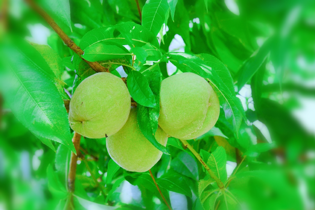 青桃61摄于江苏连云港惜春令青桃六月熏风拂绿裳芳菲去翠果流光又见